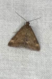 <i>Pyrausta despicata</i>