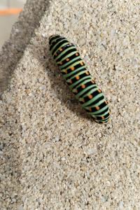 <i>Papilio machaon</i>
