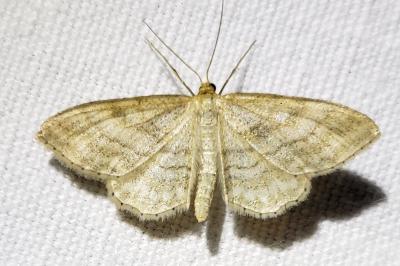 <i>Idaea</i>