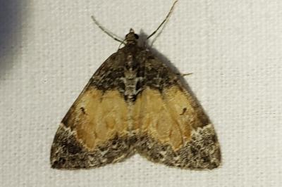 <i>Dysstroma truncata</i>