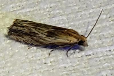 <i>Eucosma</i>