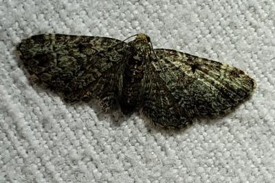 <i>Pasiphila</i>