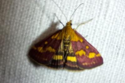 <i>Pyrausta purpuralis</i>