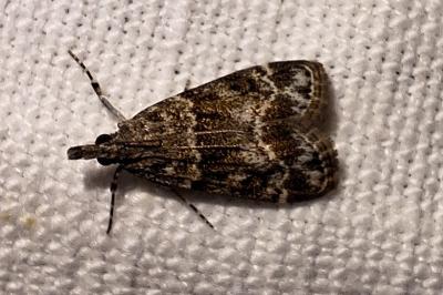 <i>Eudonia mercurella</i>