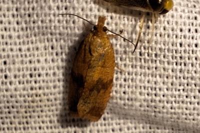 <i>Celypha striana</i>