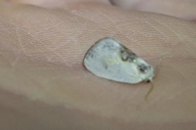 <i>Cilix</i>