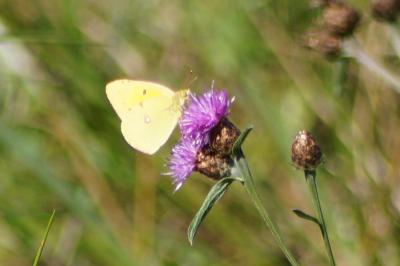 <i>Colias crocea</i>