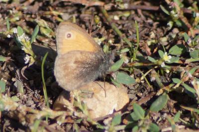 <i>Coenonympha pamphilus</i>