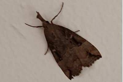 <i>Hypena rostralis</i>