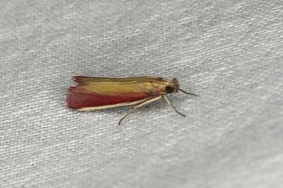 <i>Oncocera semirubella</i>