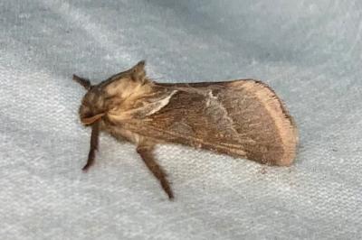 <i>Triodia sylvina</i>