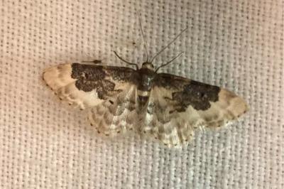 <i>Idaea rusticata</i>
