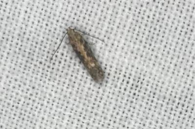 <i>Scrobipalpa ocellatella</i>