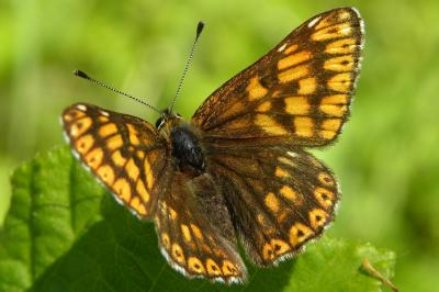 <i>Hamearis lucina</i>