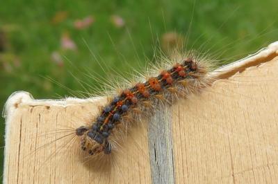 <i>Lymantria dispar</i>