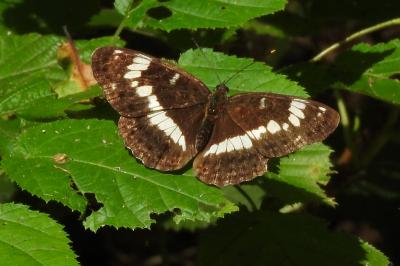 <i>Limenitis camilla</i>