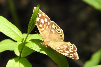 <i>Pararge aegeria</i>