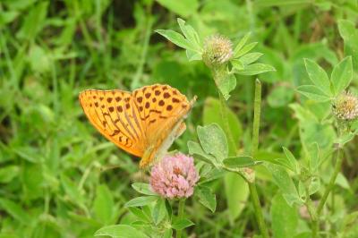 <i>Argynnis paphia</i>