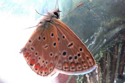 <i>Polyommatus icarus</i>