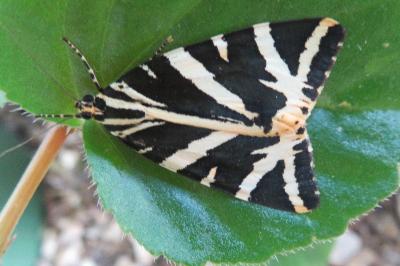 <i>Euplagia quadripunctaria</i>