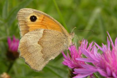 <i>Maniola jurtina</i>