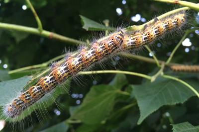 <i>Phalera bucephala</i>