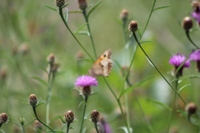 <i>Maniola jurtina</i>