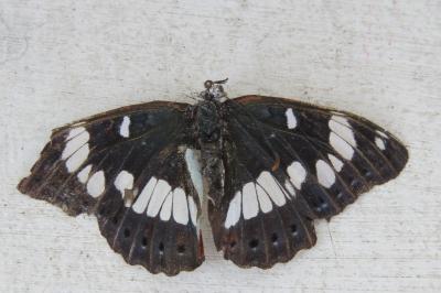 <i>Limenitis reducta</i>