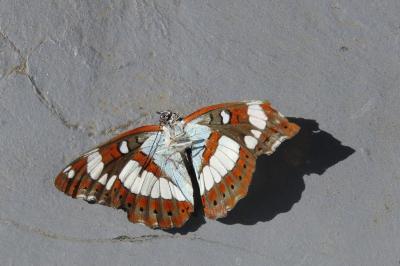 <i>Limenitis reducta</i>
