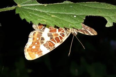 <i>Araschnia levana</i>