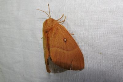 <i>Lasiocampa quercus</i>