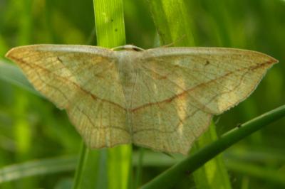 <i>Timandra comae</i>