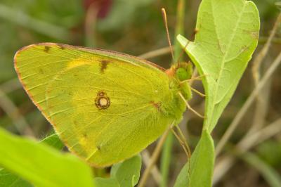 <i>Colias crocea</i>