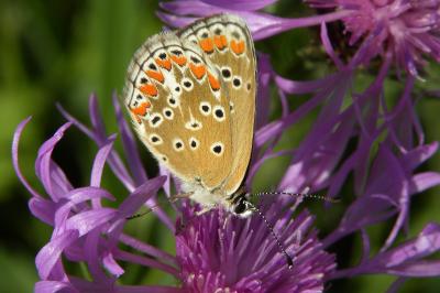 <i>Aricia agestis</i>
