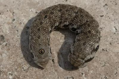 <i>Proserpinus proserpina</i>