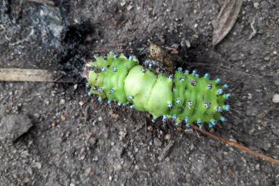 <i>Saturnia pyri</i>