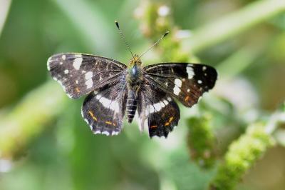 <i>Araschnia levana</i>