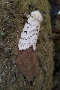 <i>Lymantria dispar</i>