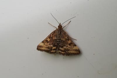 <i>Pyrausta despicata</i>