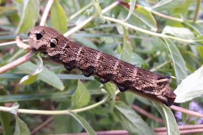 <i>Deilephila elpenor</i>