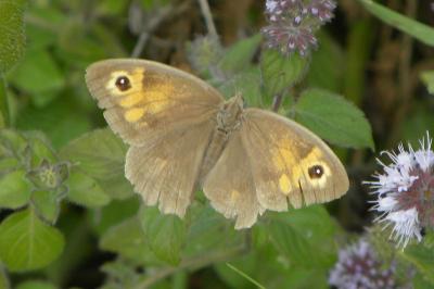 <i>Maniola jurtina</i>