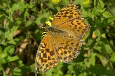 <i>Argynnis paphia</i>