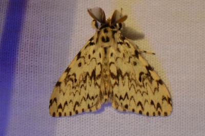 <i>Lymantria monacha</i>