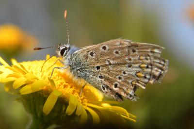 <i>Polyommatus icarus</i>
