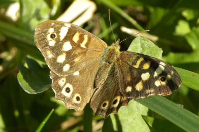 <i>Pararge aegeria</i>