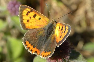 <i>Lycaena phlaeas</i>