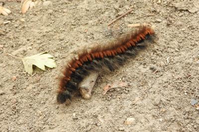 <i>Macrothylacia rubi</i>