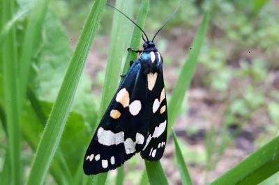 <i>Callimorpha dominula</i>