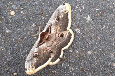 <i>Saturnia pyri</i>