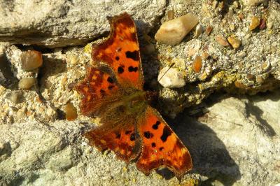 <i>Polygonia c-album</i>